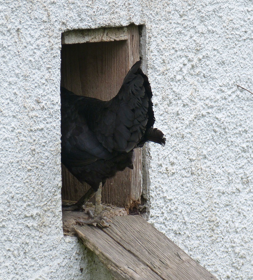 What size door for chicken coop Chicken Coop Plans and Information