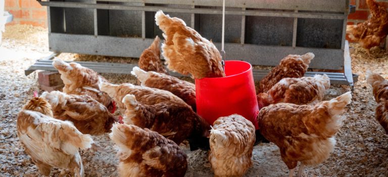 CHICKEN COOP ACCESSORIES YOU NEED CHICKEN FEEDERS