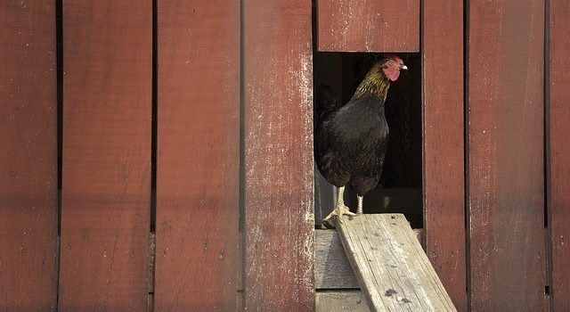 DIY CHICKEN COOP DIY CHICKEN COOP
