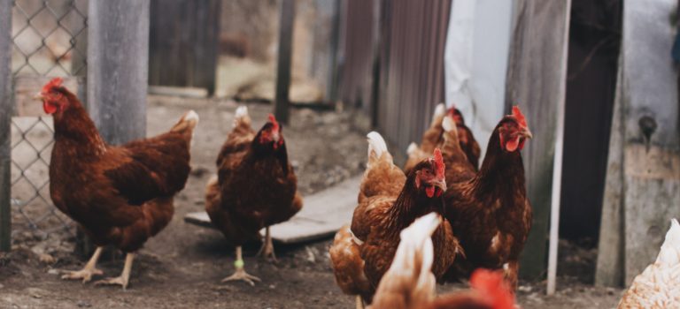 HOW TO CLEAN CHICKEN COOP