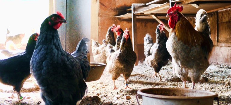 KEEPING CHICKENS WARM IN WINTER KEEPING CHICKENS WARM IN WINTER