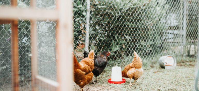 WHAT SIZE CHICKEN COOP TO BUILD Chicken waterer