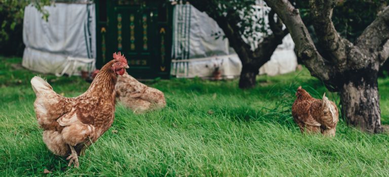 WHERE TO BUILD YOUR CHICKEN COOP WHERE TO BUILD YOUR CHICKEN COOP