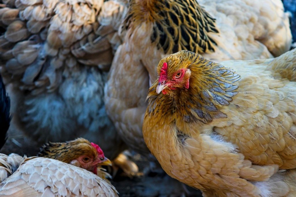 how to heat your chicken coop