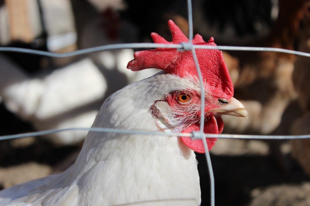 what chicken wire to use